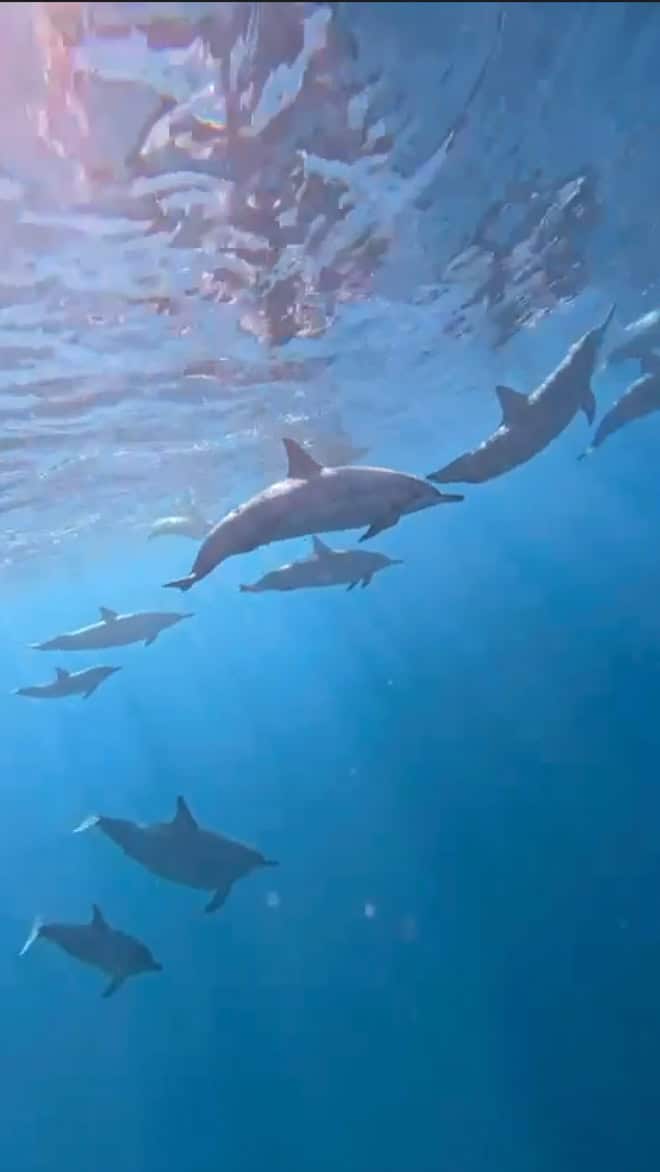 A pod of wild dolphins swimming beneath the surface in the clear blue waters of Mauritius.