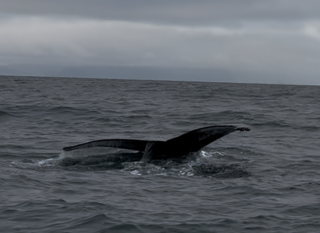 Close‑up view of a whale’s tail tip emerging from the cold North Atlantic waters during a Reykjavík, Iceland whale‑watching tour, highlighting the movement, texture, and dramatic beauty of Icelandic marine wildlife.